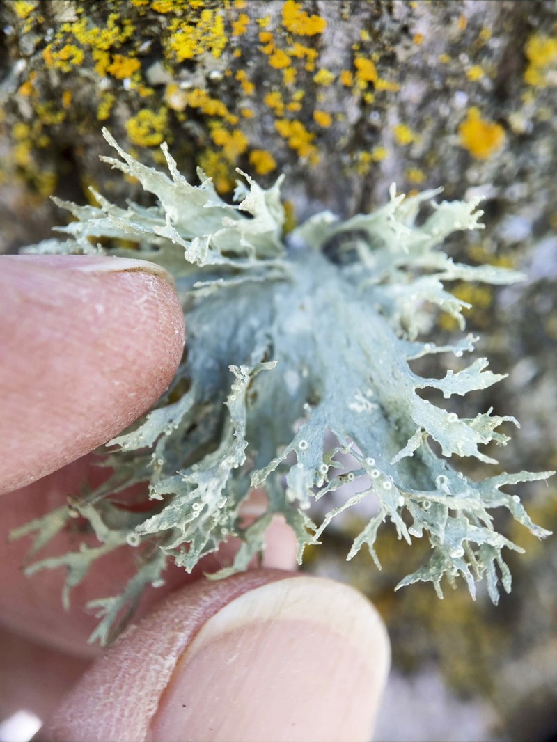 Cartilage Lichen photo 7