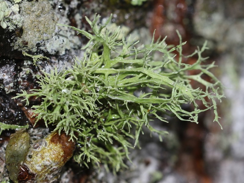 Cartilage Lichen