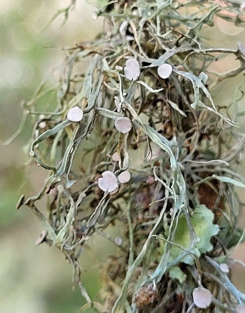Cartilage Lichen photo 2
