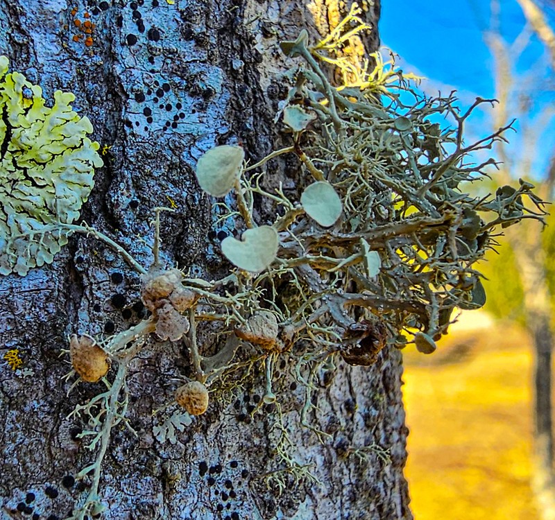 Cartilage Lichen photo 3