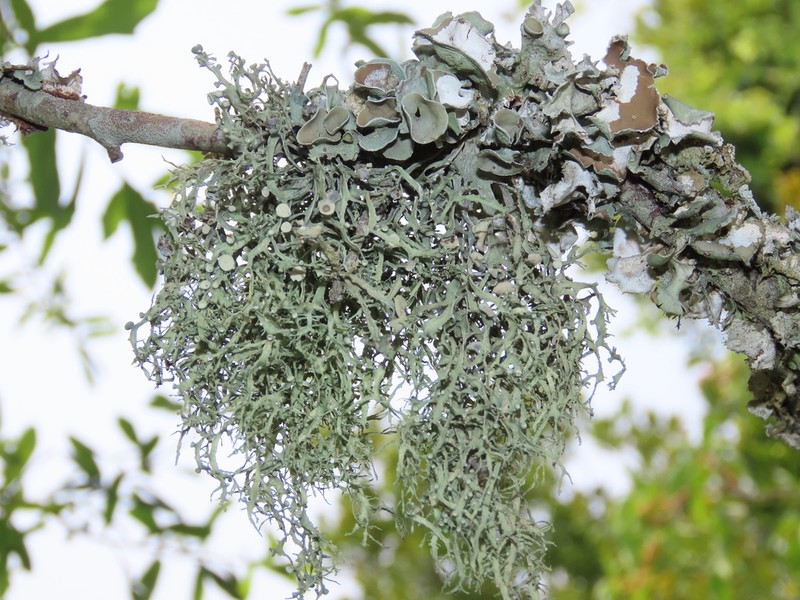 Cartilage Lichen photo 4