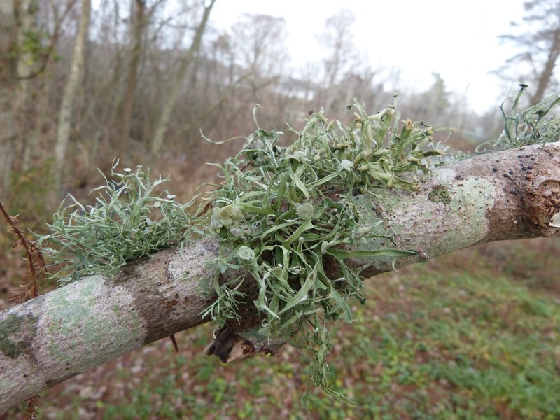 Cartilage Lichen photo 5