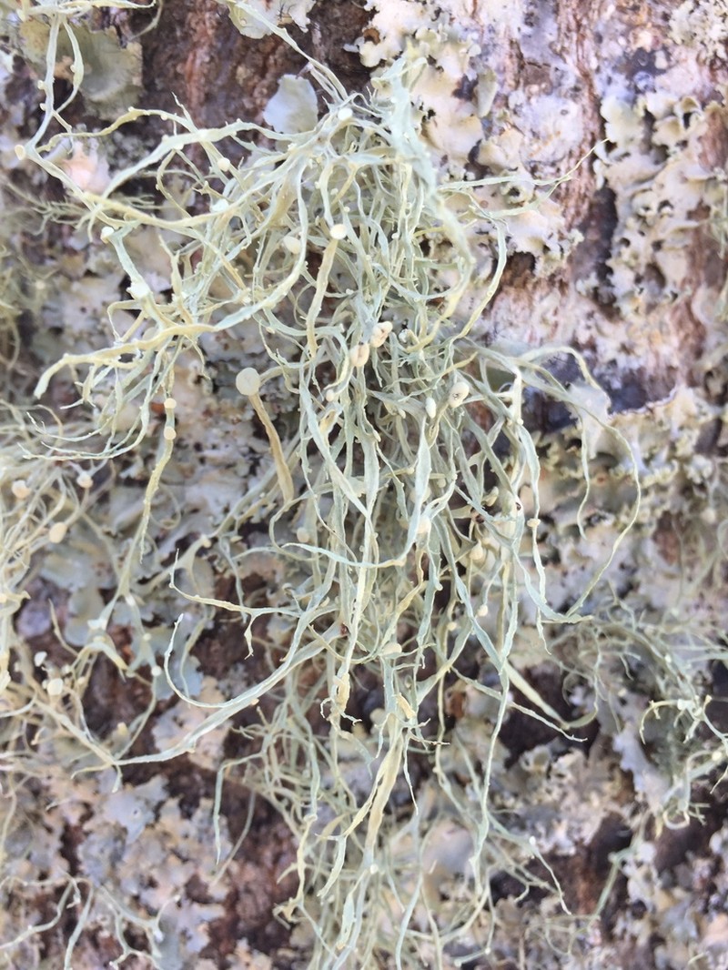 Cartilage Lichen photo 6