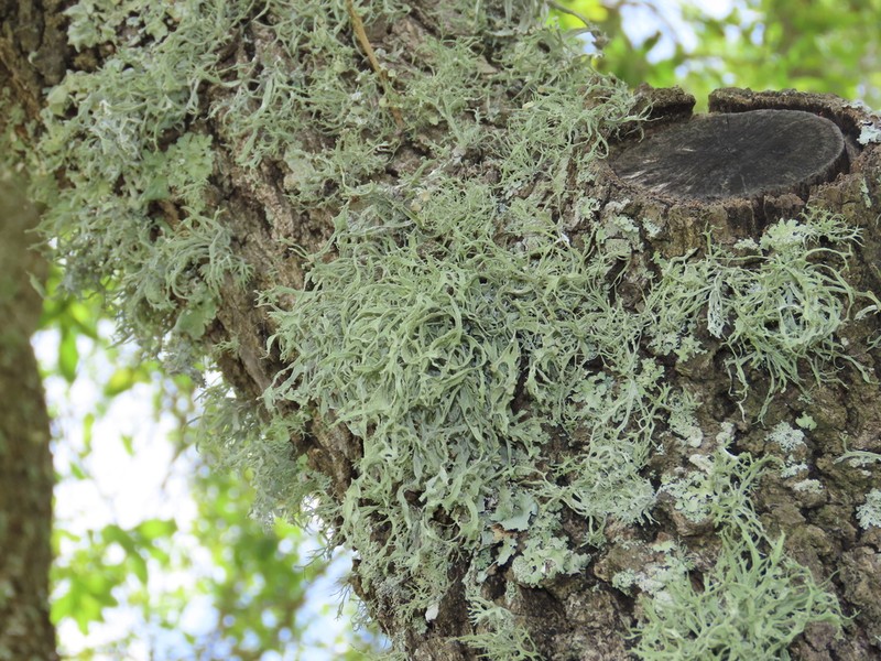 Cartilage Lichen photo 7