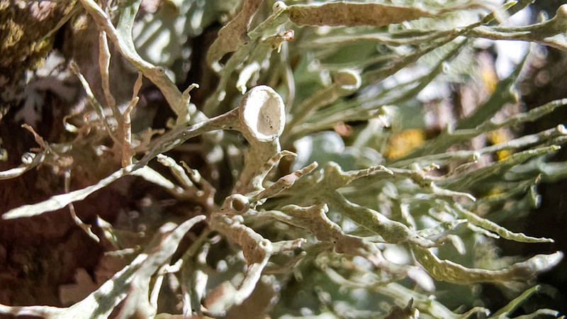 Cartilage Lichen photo 8