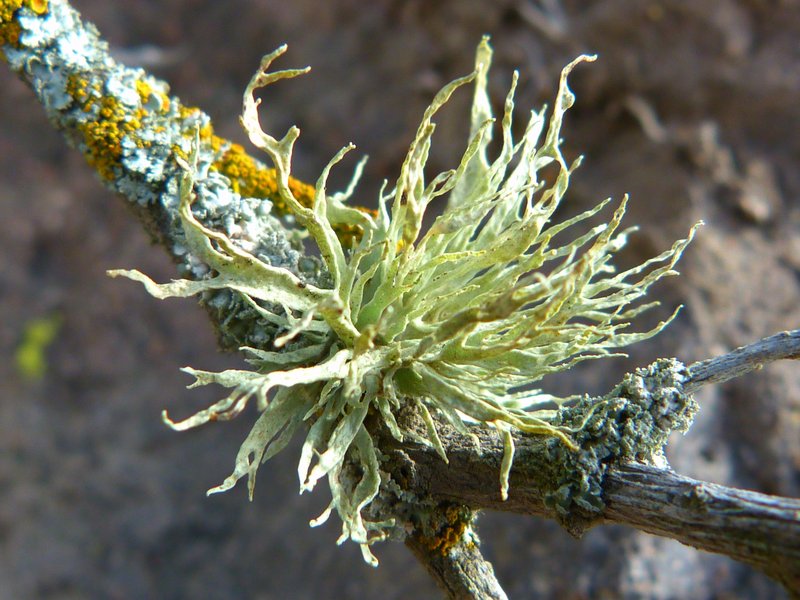 Cartilage Lichen