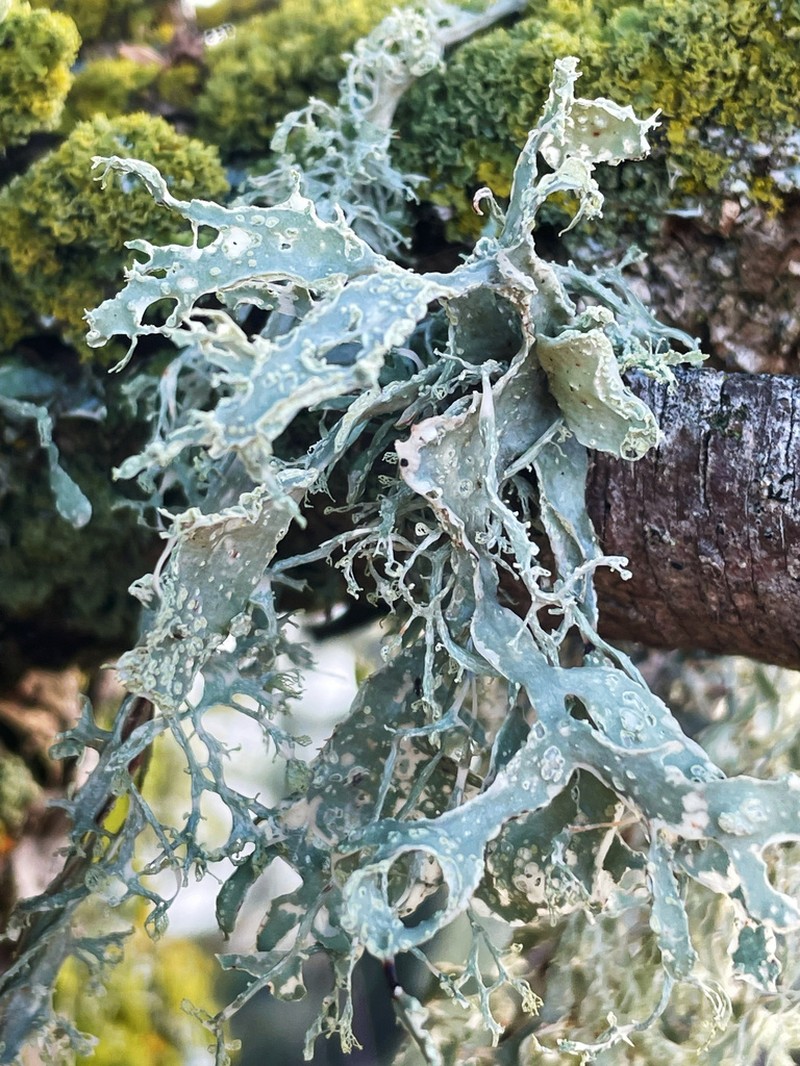 Cartilage Lichen