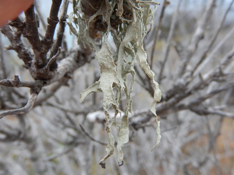 Cartilage Lichen photo 2