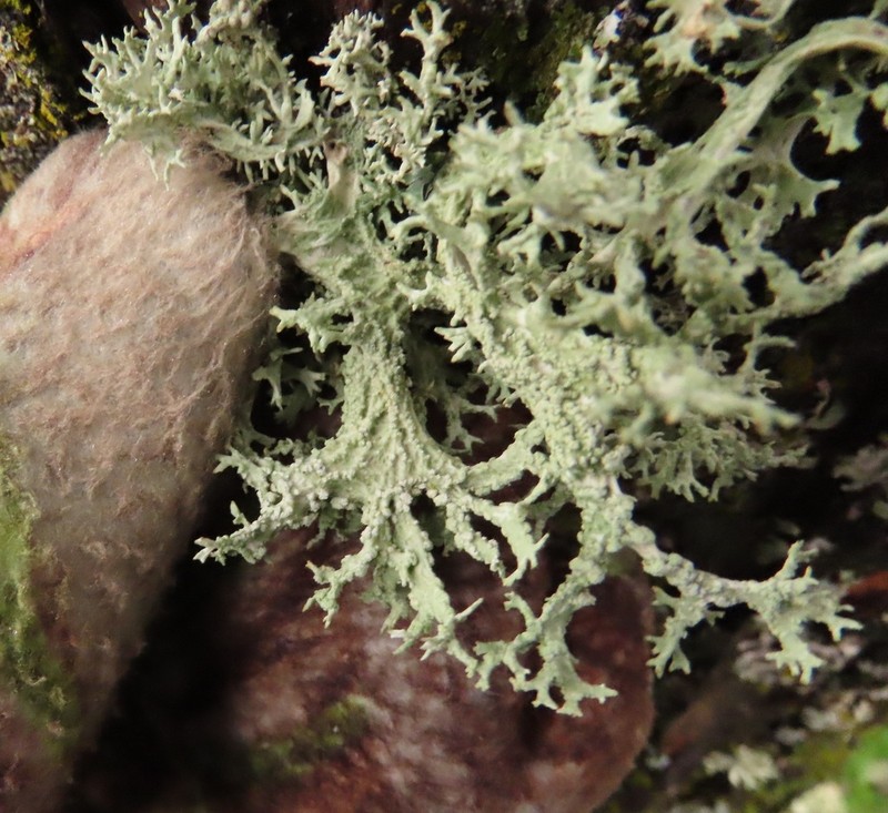 Cartilage Lichen photo 3