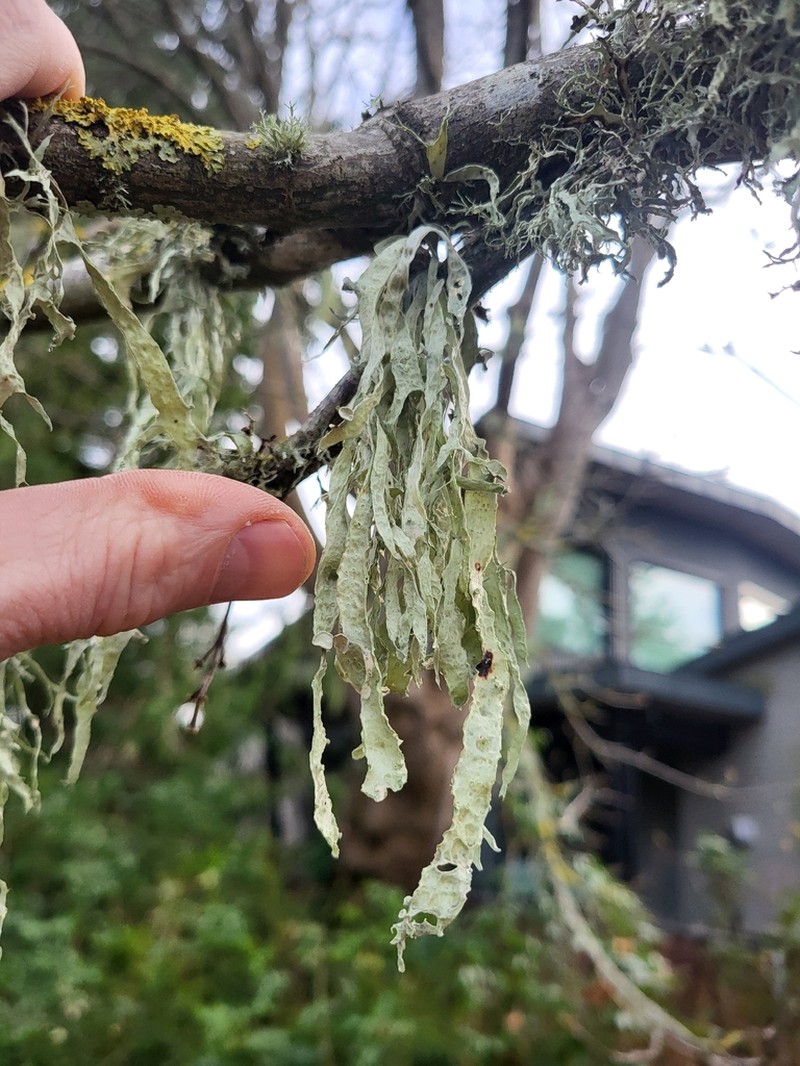 Cartilage Lichen photo 4