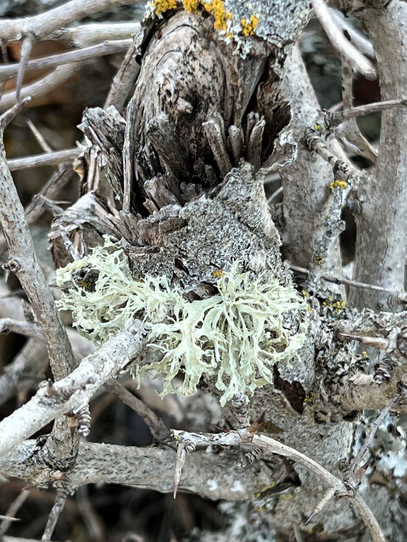 Cartilage Lichen photo 5
