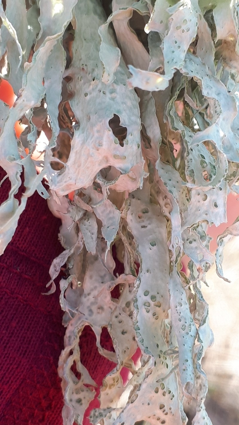 Cartilage Lichen photo 6