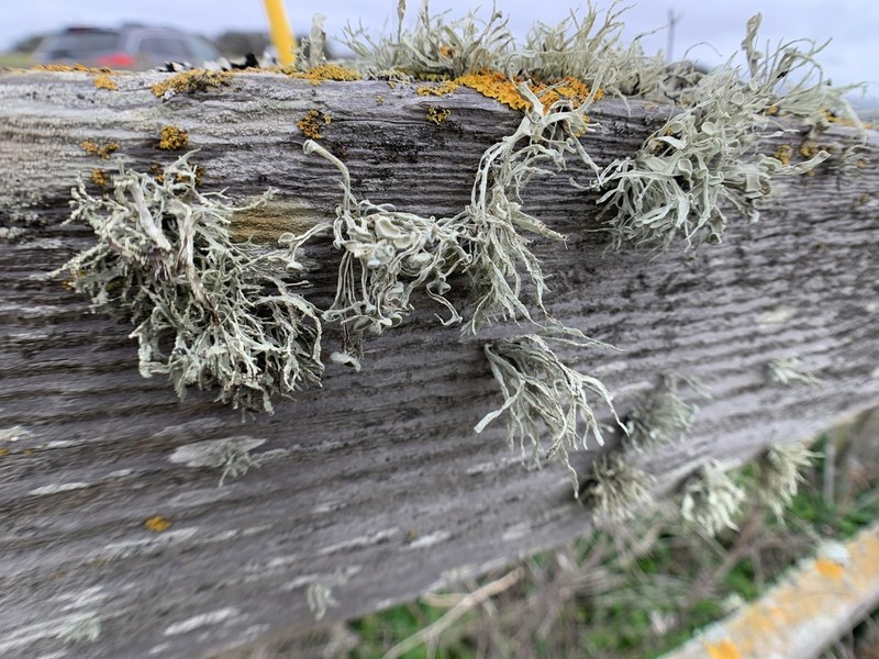Cartilage Lichen photo 7