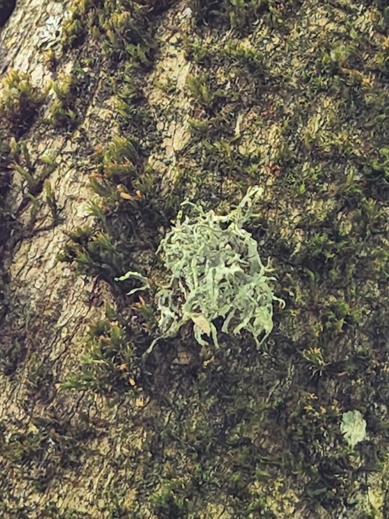 Cartilage Lichen photo 8
