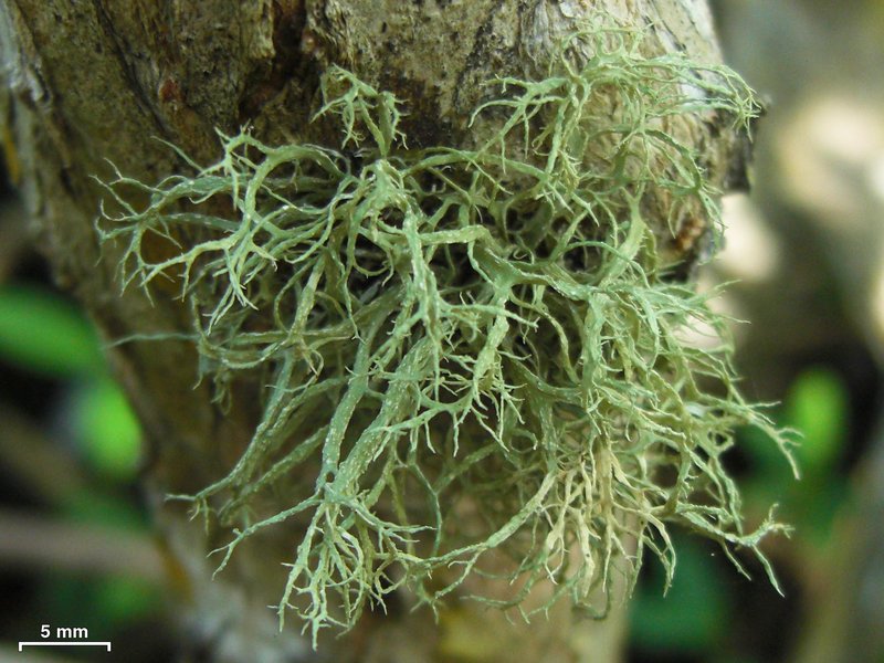 Cartilage Lichen
