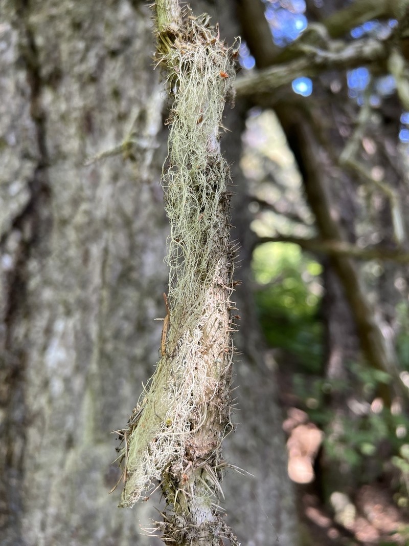 Cartilage Lichen photo 2