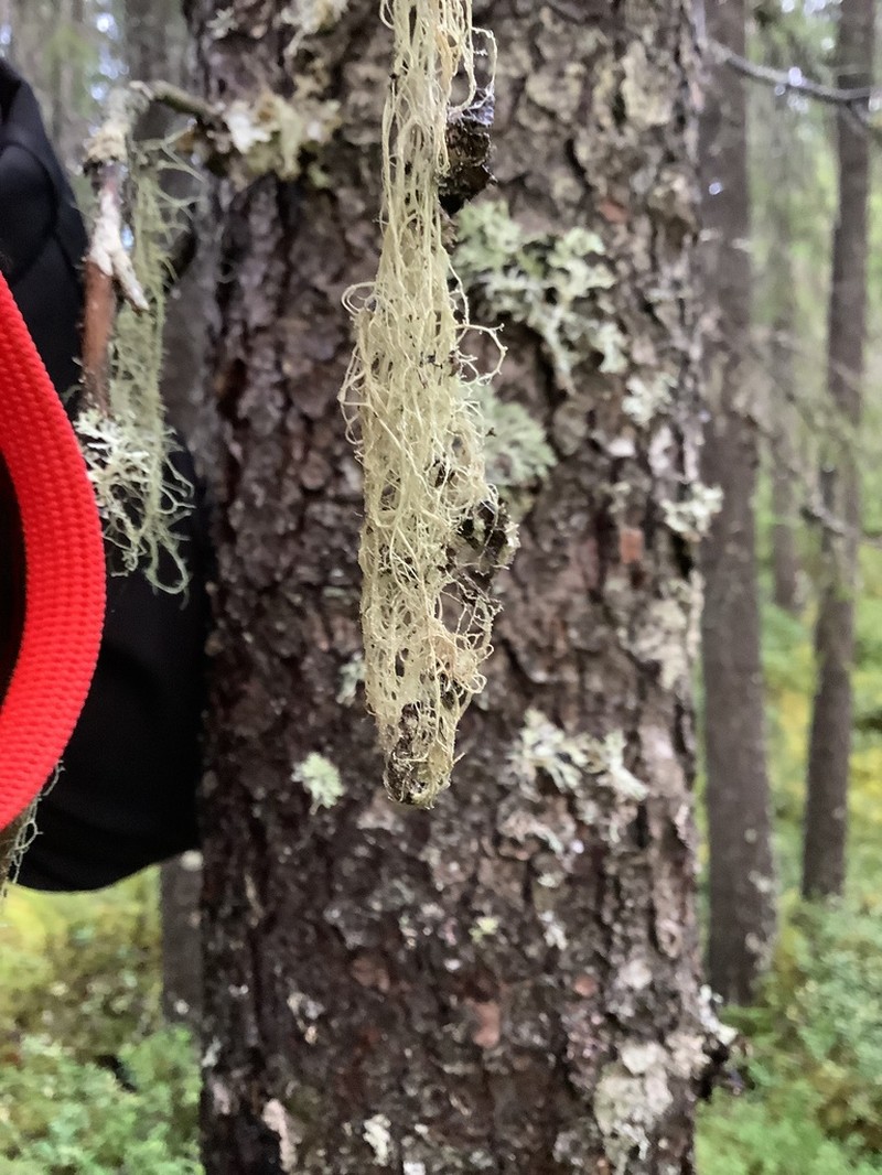 Cartilage Lichen photo 3