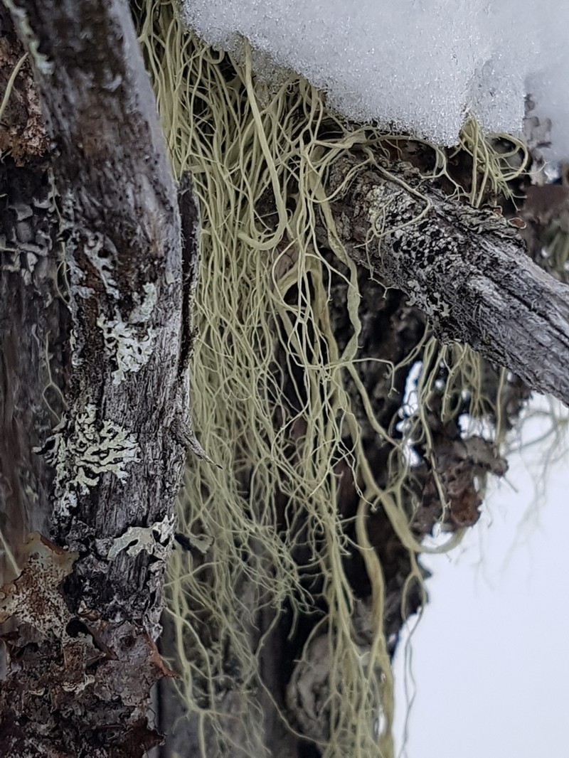 Cartilage Lichen photo 4