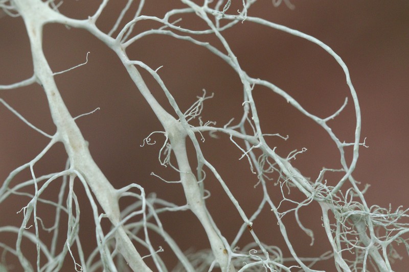 Cartilage Lichen photo 5