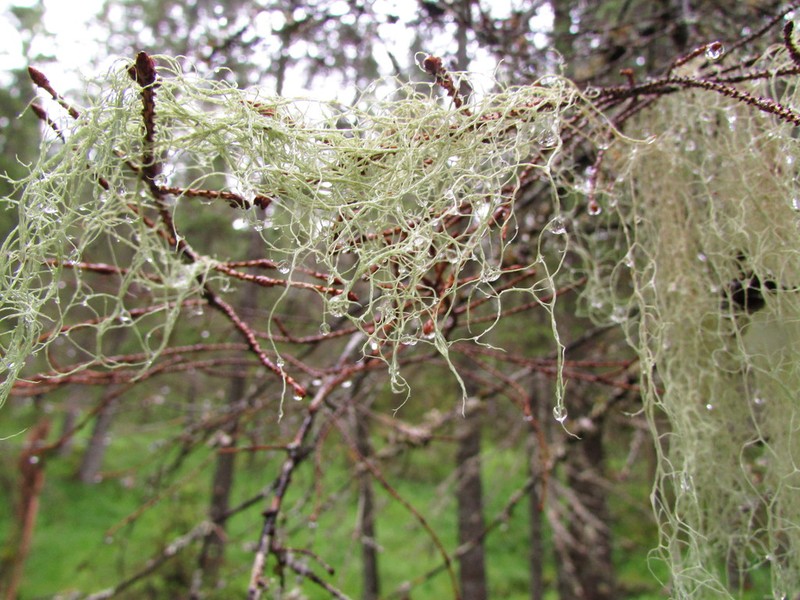 Cartilage Lichen photo 6