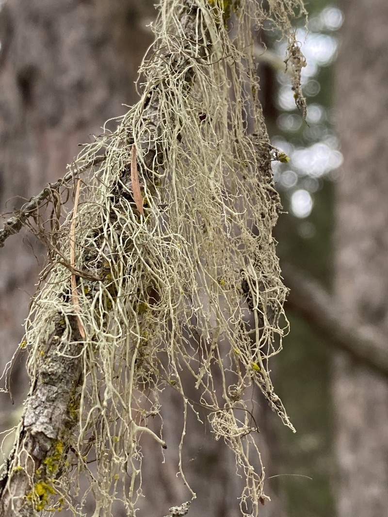 Cartilage Lichen photo 7