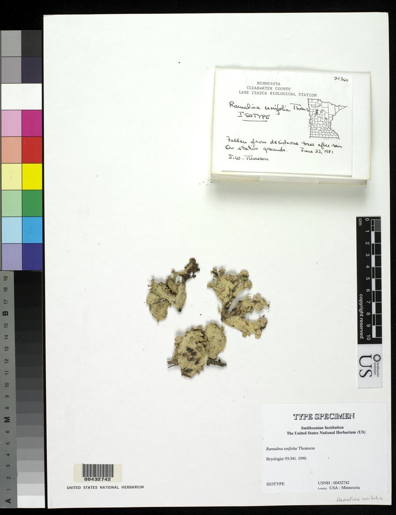 Oneleaf Cartilage Lichen