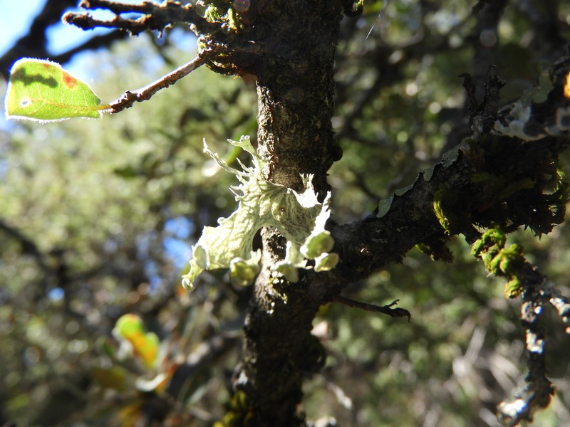 Oneleaf Cartilage Lichen