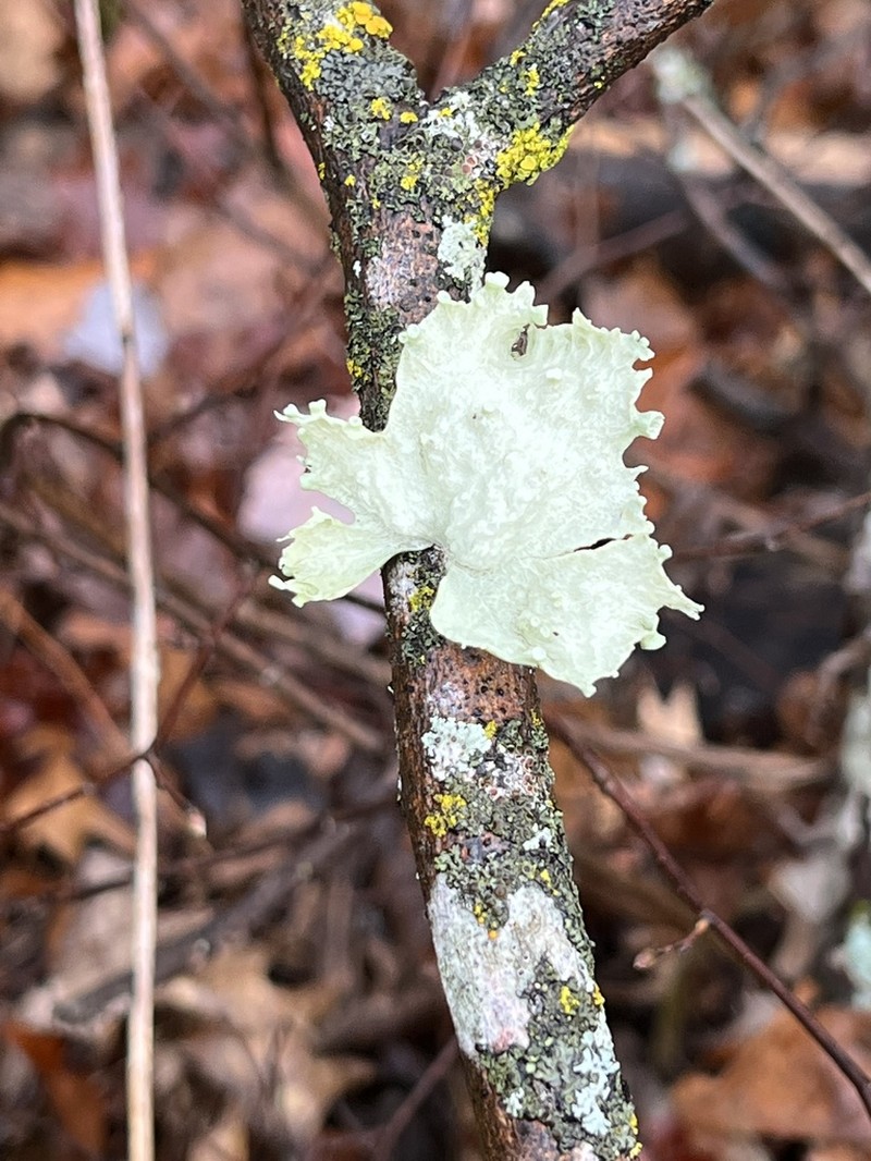 Oneleaf Cartilage Lichen photo 2