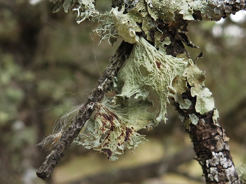 Oneleaf Cartilage Lichen photo 3