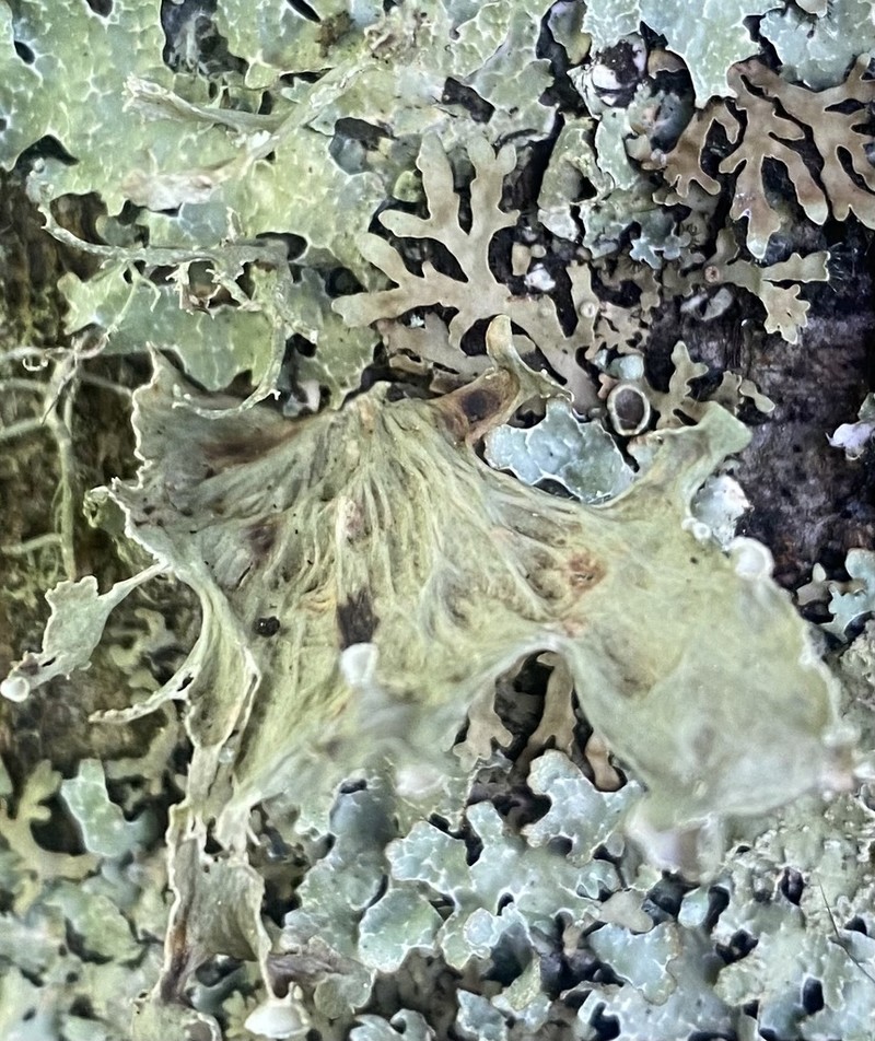 Oneleaf Cartilage Lichen photo 4