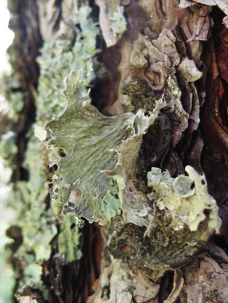 Oneleaf Cartilage Lichen photo 5