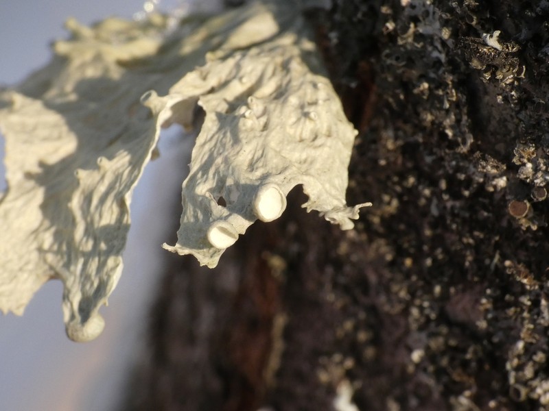 Oneleaf Cartilage Lichen photo 6