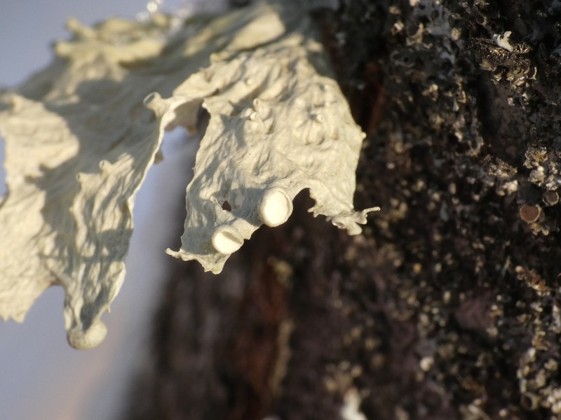 Oneleaf Cartilage Lichen photo 8