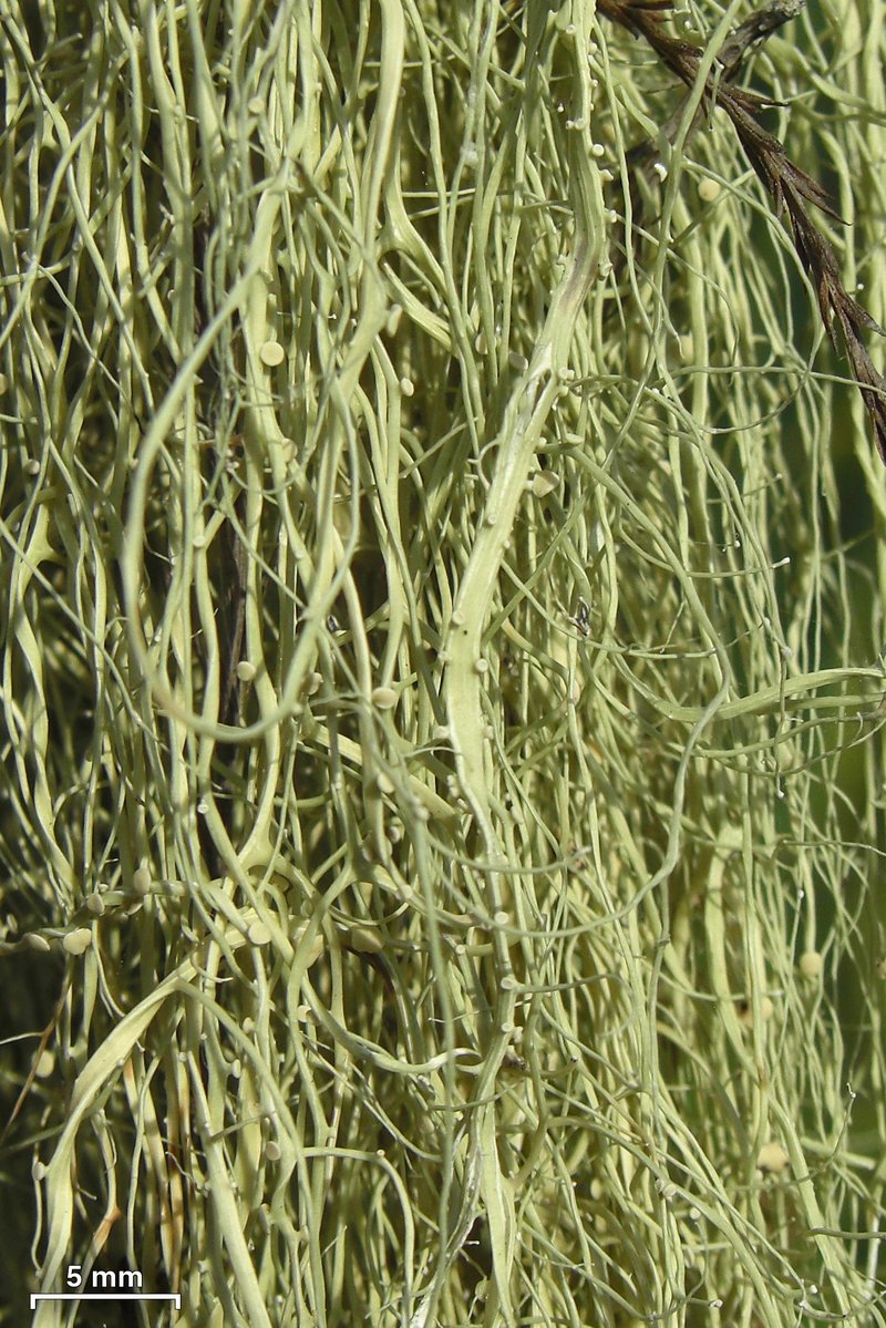 Cartilage Lichen photo 6