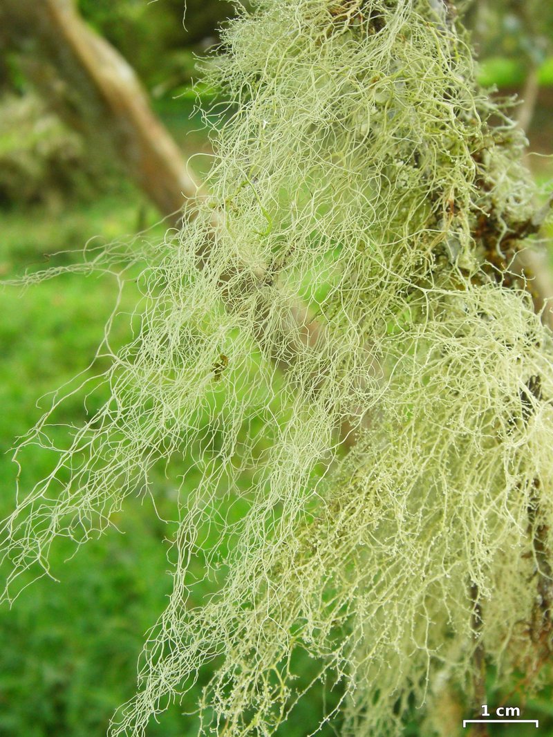 Cartilage Lichen photo 3