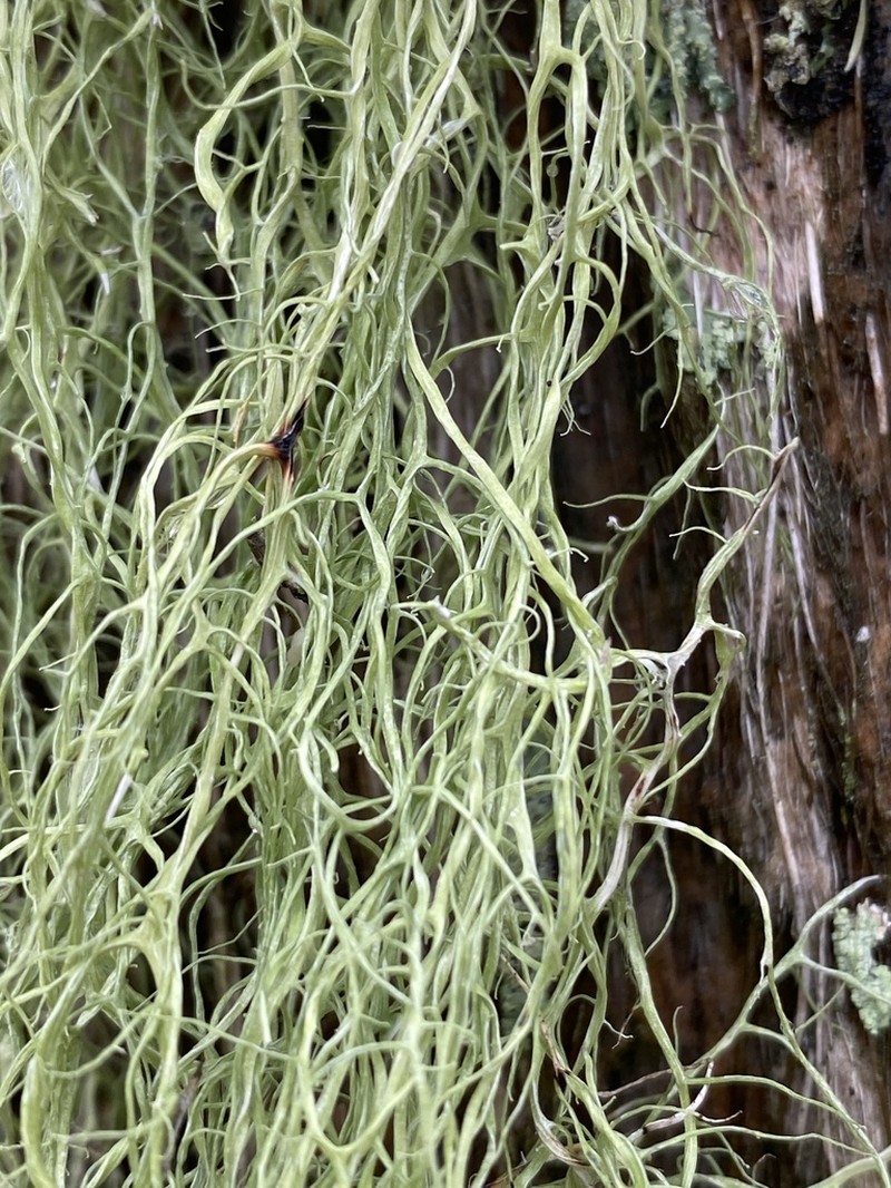 Cartilage Lichen photo 5