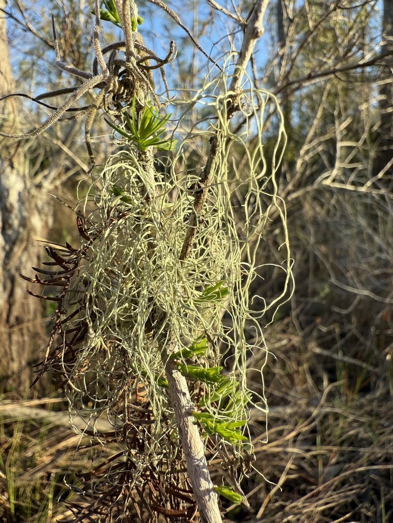 Cartilage Lichen photo 6