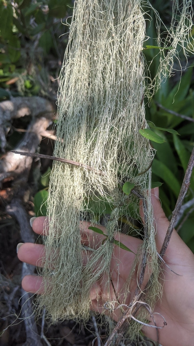 Cartilage Lichen photo 7