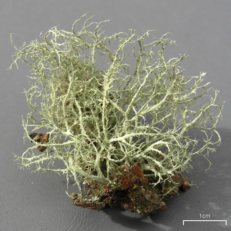 Willey's Cartilage Lichen