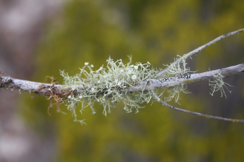 Willey's Cartilage Lichen