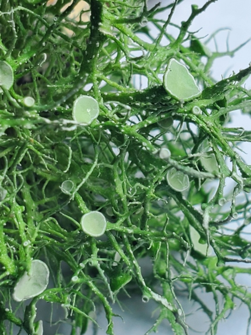 Willey's Cartilage Lichen photo 2