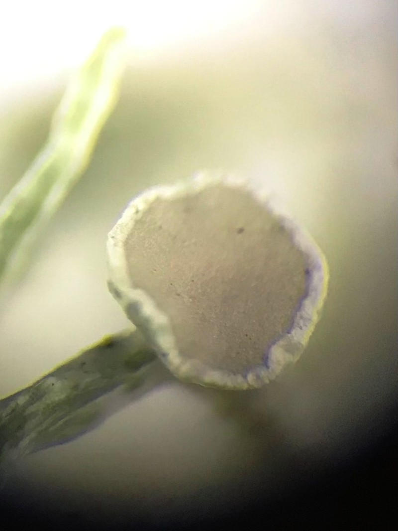 Willey's Cartilage Lichen photo 3