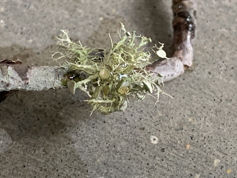 Willey's Cartilage Lichen photo 4