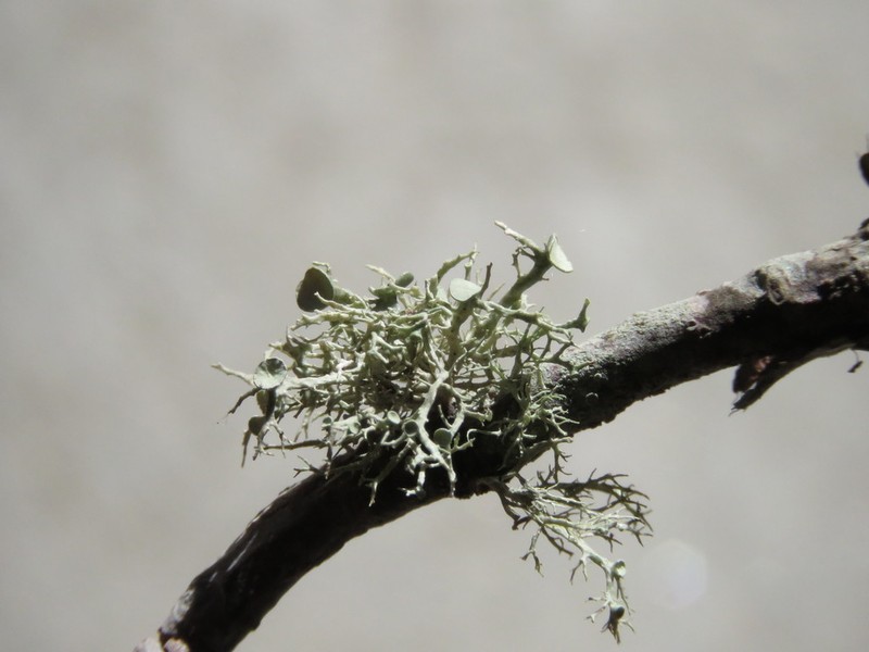 Willey's Cartilage Lichen photo 5