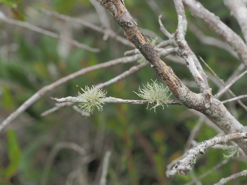Willey's Cartilage Lichen photo 6