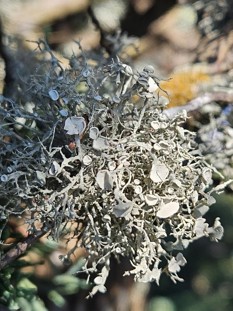 Willey's Cartilage Lichen photo 7