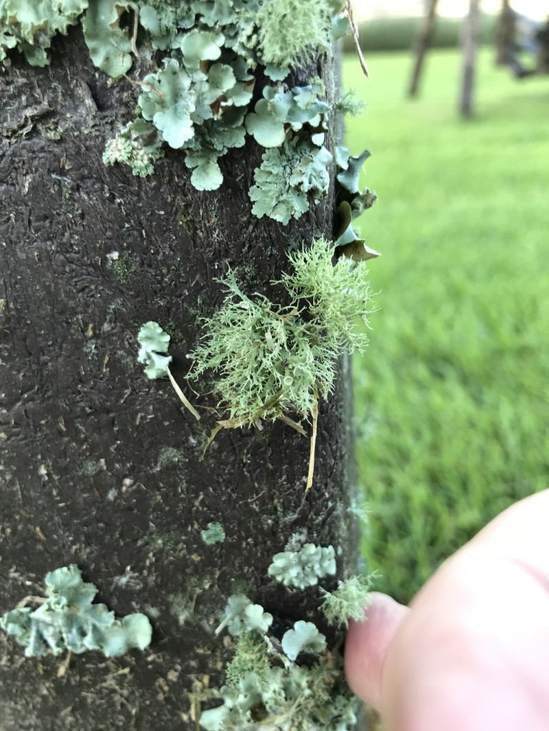 Willey's Cartilage Lichen photo 8
