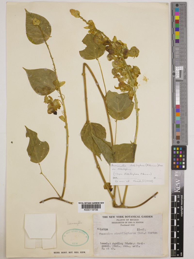 Ramirezella strobilophora var. strobilophora