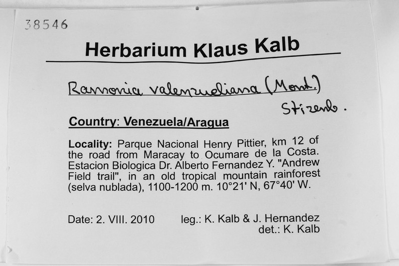 Valenzuela's Ramonia
