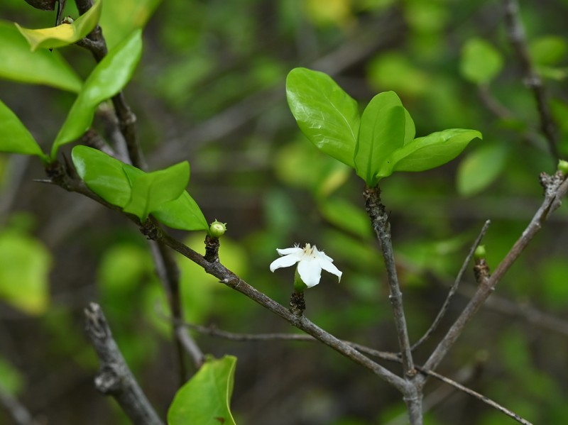 White Indigoberry photo 4